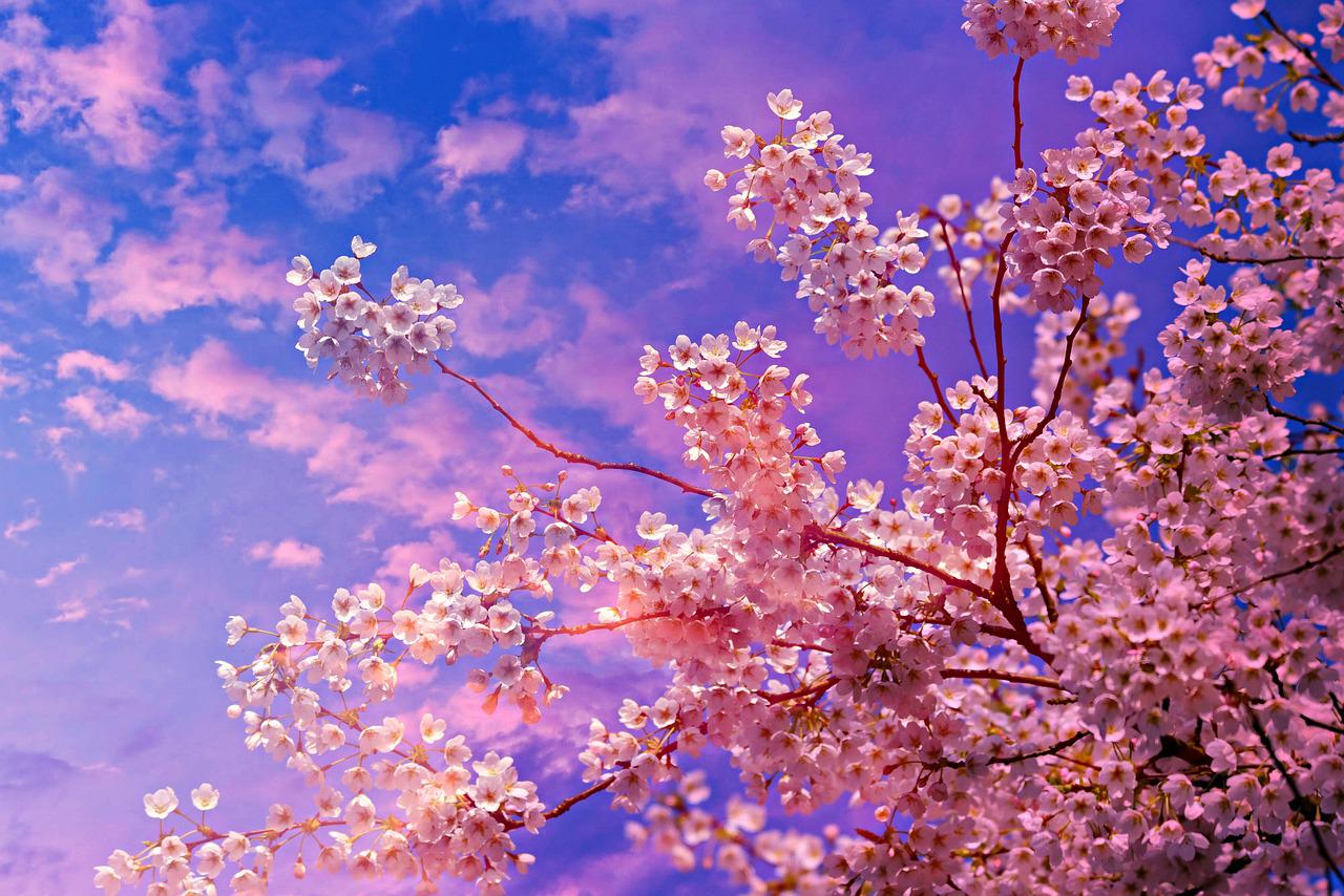 cherry blossom, flower, tree-4194997.jpg